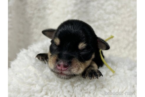 成約済の千葉県のミニチュアシュナウザー-334118の22枚目