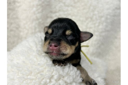 成約済の千葉県のミニチュアシュナウザー-334118の23枚目