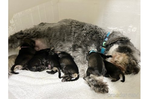 成約済の千葉県のミニチュアシュナウザー-334118の21枚目