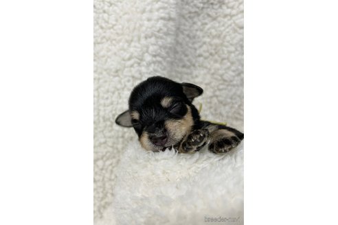 成約済の千葉県のミニチュアシュナウザー-334118の20枚目