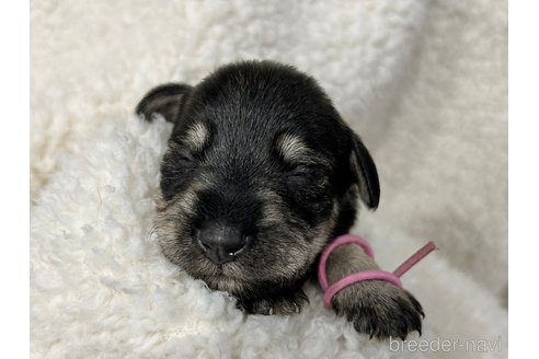 成約済の千葉県のミニチュアシュナウザー-333199の27枚目