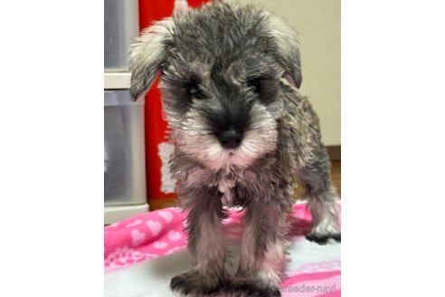 成約済の岡山県のミニチュアシュナウザー-321150の1枚目