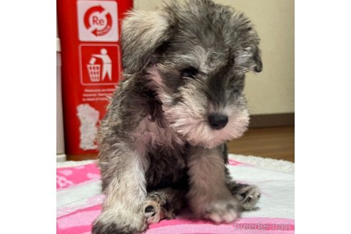 成約済の岡山県のミニチュアシュナウザー-321156の4枚目