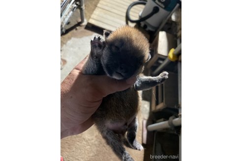 成約済の広島県の柴犬-329595の2枚目