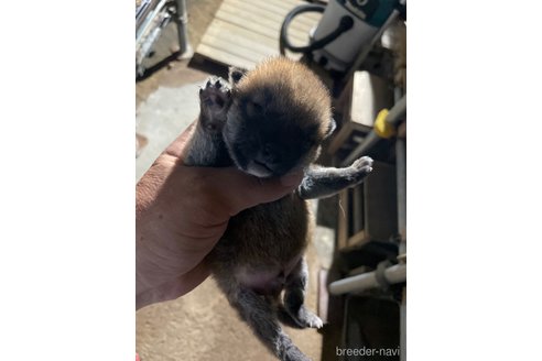 成約済の広島県の柴犬-329595の3枚目