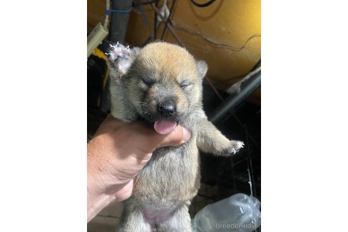 成約済の広島県の柴犬-329597の2枚目