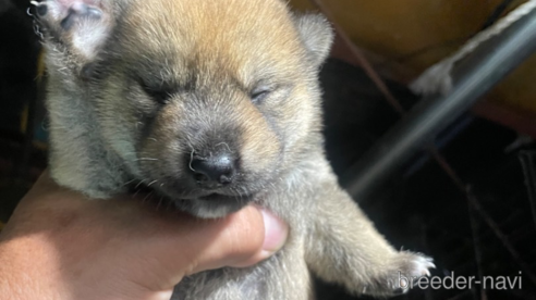 成約済の広島県の柴犬-329597の1枚目
