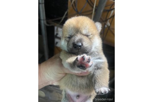 成約済の広島県の柴犬-329598の2枚目