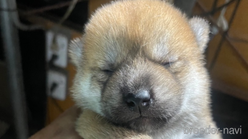 成約済の広島県の柴犬-329598の1枚目