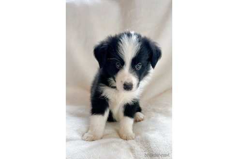 成約済の山口県のボーダーコリー-329601の5枚目