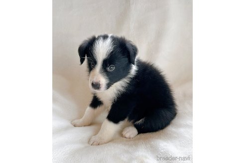 成約済の山口県のボーダーコリー-329601の2枚目