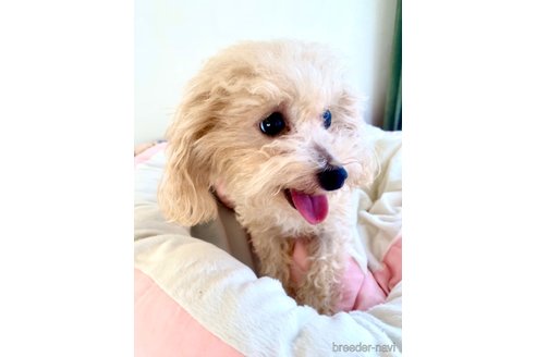 ルビーちゃん1枚目