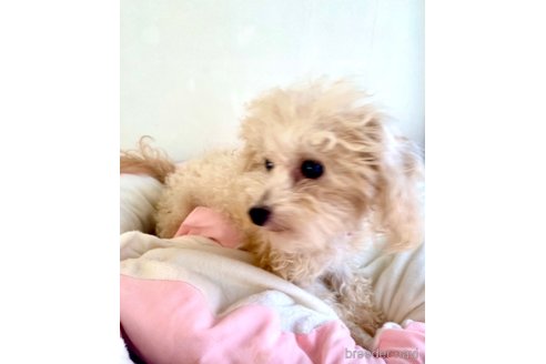 ルビーちゃん1枚目