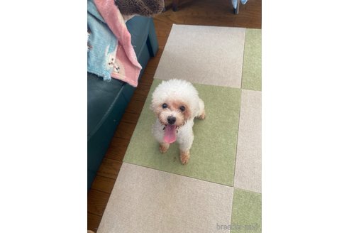 きなこちゃん1枚目