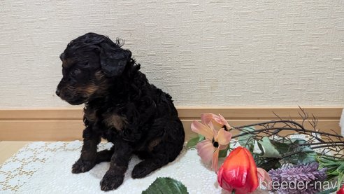 成約済の広島県のタイニープードル-325921の92枚目