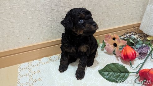 成約済の広島県のタイニープードル-325921の86枚目