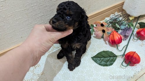 成約済の広島県のタイニープードル-325921の88枚目