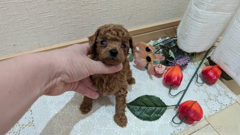 成約済の広島県のタイニープードル-325925の171枚目