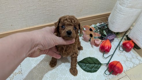 成約済の広島県のタイニープードル-325925の172枚目
