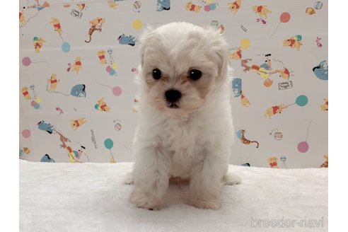 成約済の東京都のミックス犬-324914の2枚目