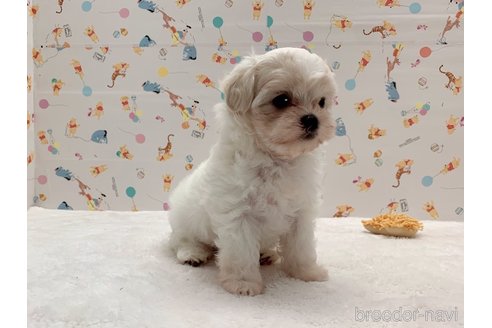 成約済の東京都のミックス犬-324914の4枚目