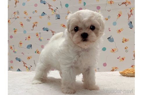 成約済の東京都のミックス犬-324914の5枚目