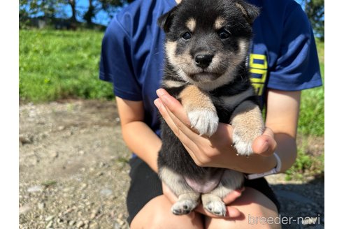 成約済の北海道の柴犬-326445