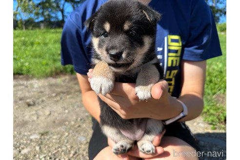 成約済の北海道の柴犬-326445の2枚目