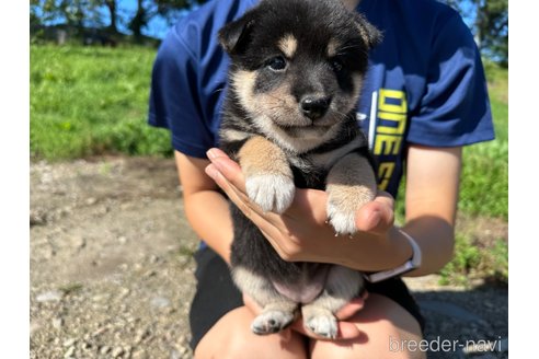 成約済の北海道の柴犬-326445の3枚目