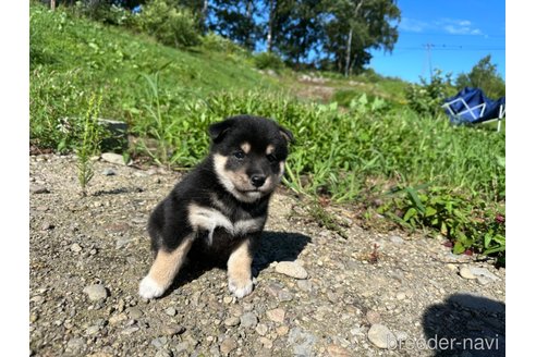 成約済の北海道の柴犬-326445の4枚目