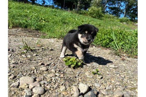 成約済の北海道の柴犬-326445の5枚目