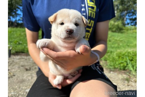 成約済の北海道の柴犬-329631の2枚目