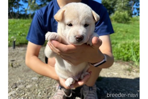 成約済の北海道の柴犬-329631の3枚目