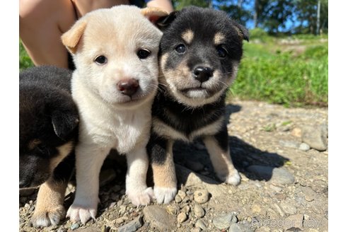 成約済の北海道の柴犬-329631の4枚目