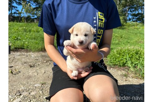 成約済の北海道の柴犬-329631の5枚目