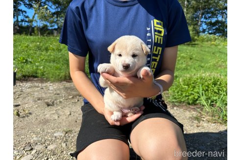 成約済の北海道の柴犬-329631の6枚目