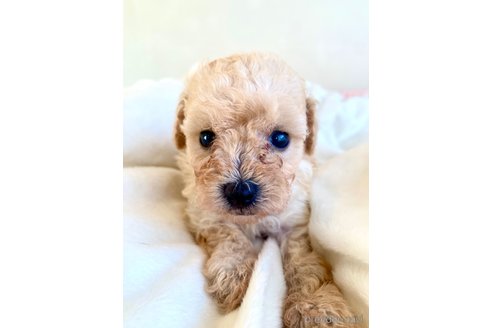 成約済の東京都のミックス犬-329634の77枚目