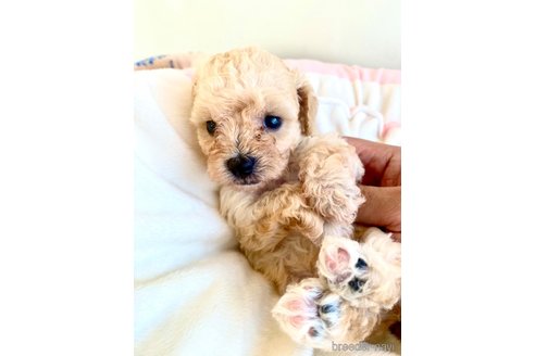 成約済の東京都のミックス犬-329634の79枚目