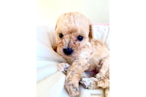 成約済の東京都のミックス犬-329634の78枚目