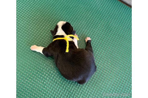 成約済の山梨県のボストンテリア-329647の7枚目