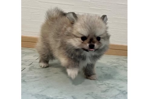 成約済の香川県のポメチワ:ポメラニアン×チワワ-326817の9枚目