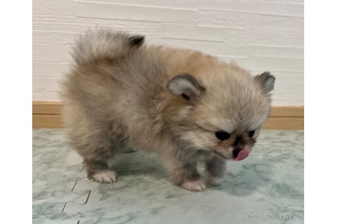 成約済の香川県のポメチワ:ポメラニアン×チワワ-326817の12枚目