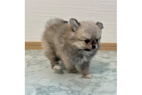 成約済の香川県のポメチワ:ポメラニアン×チワワ-326817の13枚目
