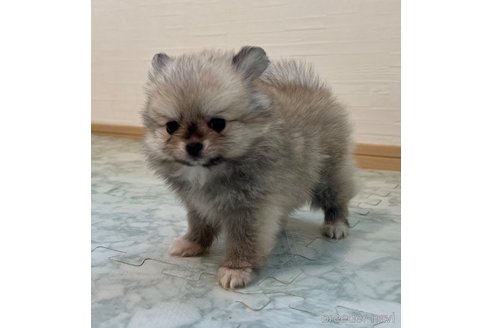 成約済の香川県のポメチワ:ポメラニアン×チワワ-326817の2枚目