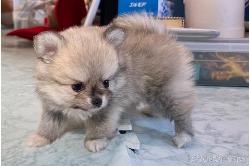成約済の香川県のポメチワ:ポメラニアン×チワワ-326817の6枚目