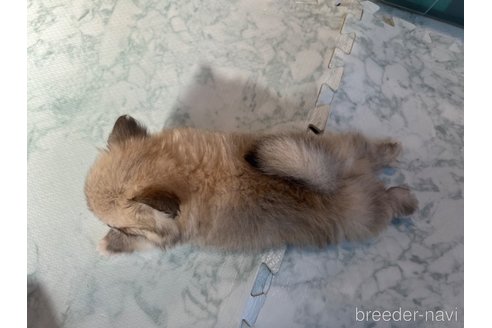 成約済の香川県のポメチワ:ポメラニアン×チワワ-326817の7枚目