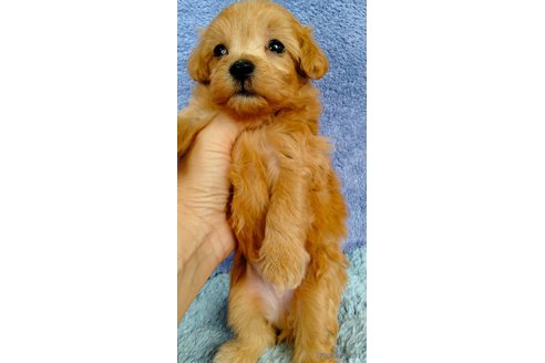成約済の埼玉県のマルプー:マルチーズ×トイプードル-325109の24枚目