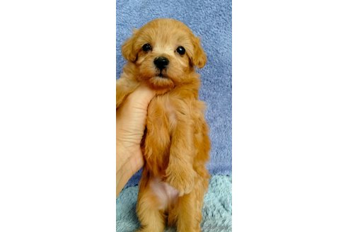 成約済の埼玉県のマルプー:マルチーズ×トイプードル-325109の19枚目