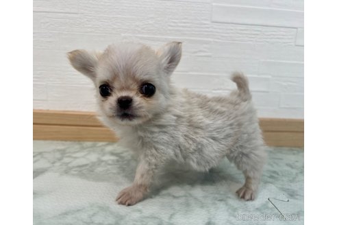 成約済の香川県のチワワ(ロングコート)-329660の16枚目