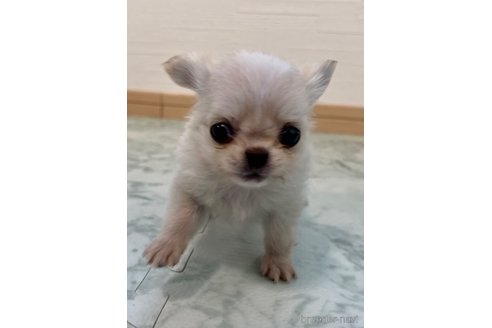 成約済の香川県のチワワ(ロングコート)-329660の15枚目